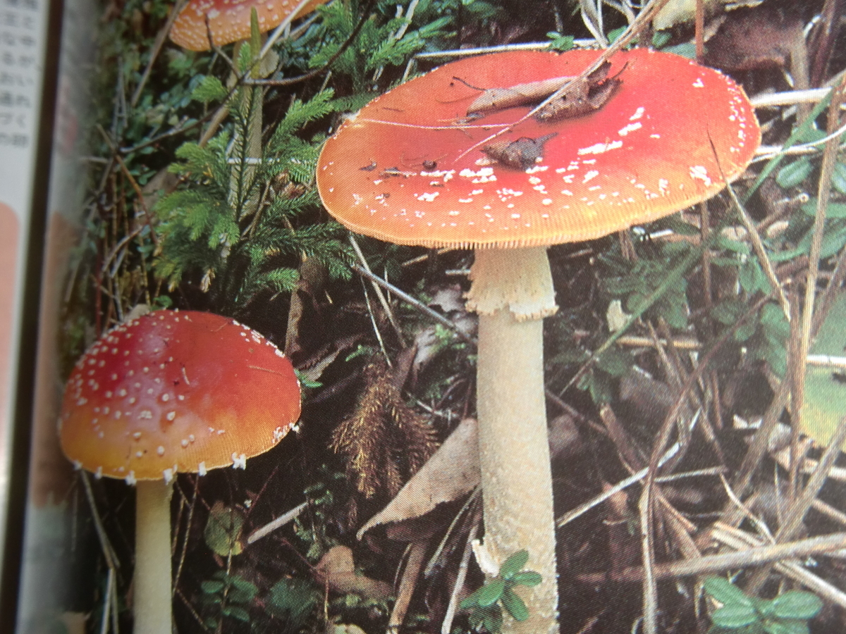 タマゴタケの見分け方と食べるまでの処理 冷凍保存まで シニア女子の悠々登山blog