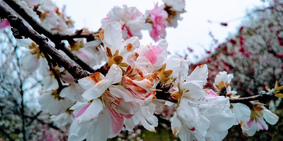 f:id:yama365:20200421144630j:plain f:id:yama365:20200421144630j:plain