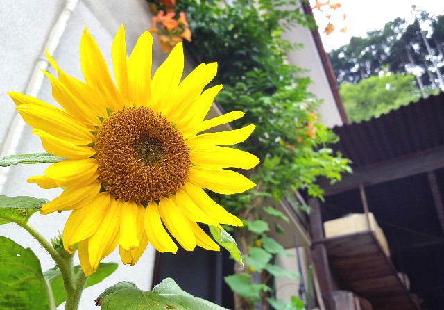 f:id:yama806:20180901175317j:image