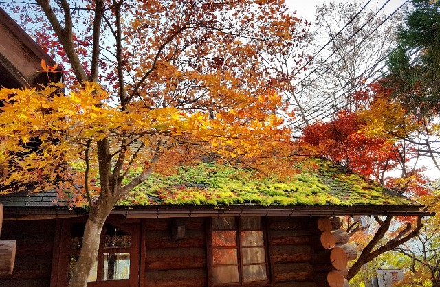 f:id:yama806:20181107123107j:image