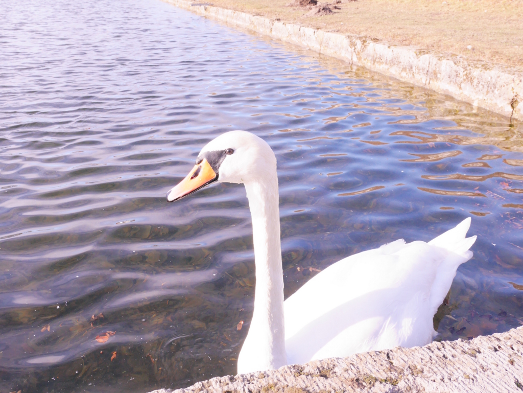 f:id:yamabatake:20170326160329j:plain f:id:yamabatake:20170326160329j:plain