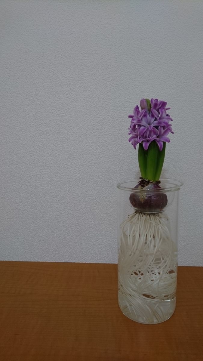 f:id:yamabikko:20200118104818j:plain f:id:yamabikko:20200118104818j:plain
