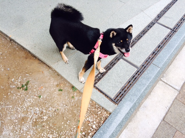 f:id:yamabiko-a4:20200916062225p:plain f:id:yamabiko-a4:20200916062225p:plain