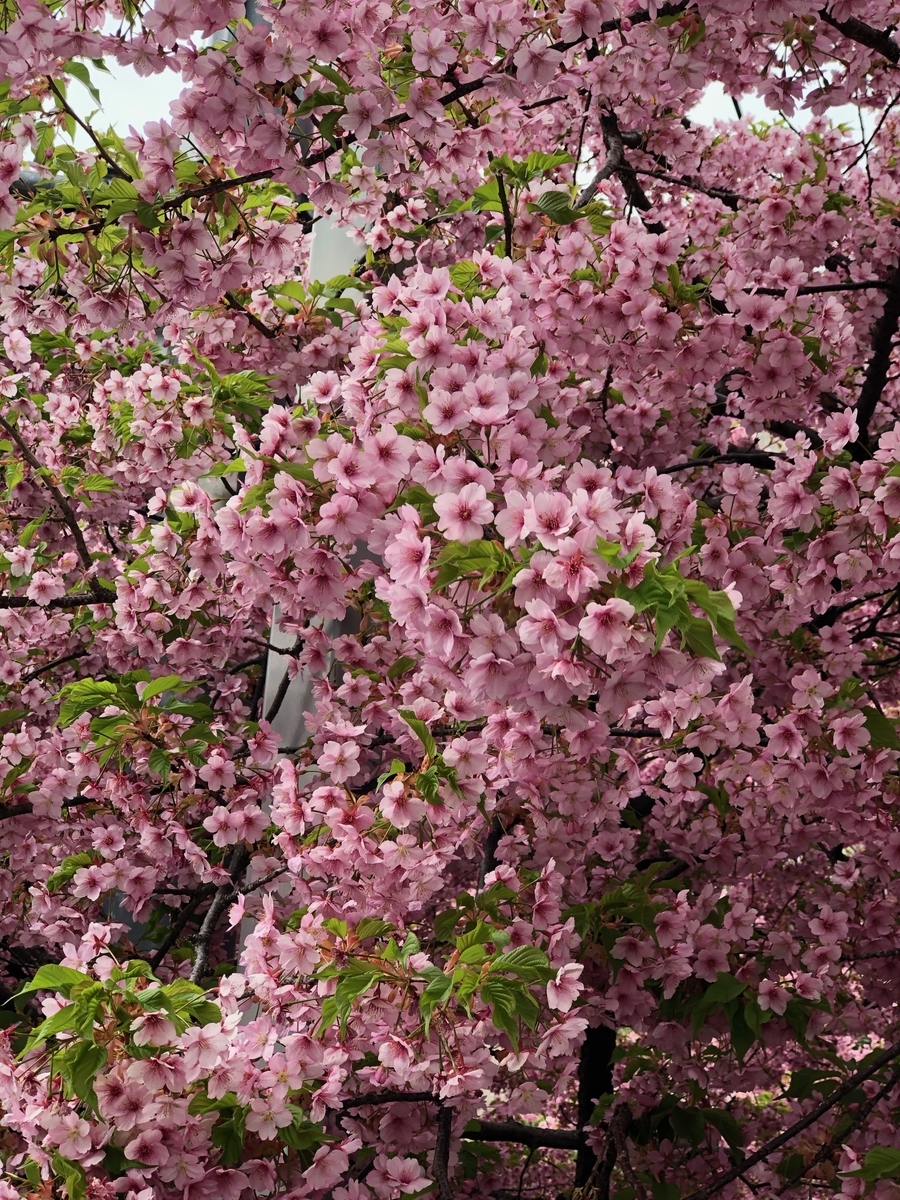 f:id:yamabito5723:20190321173710j:plain