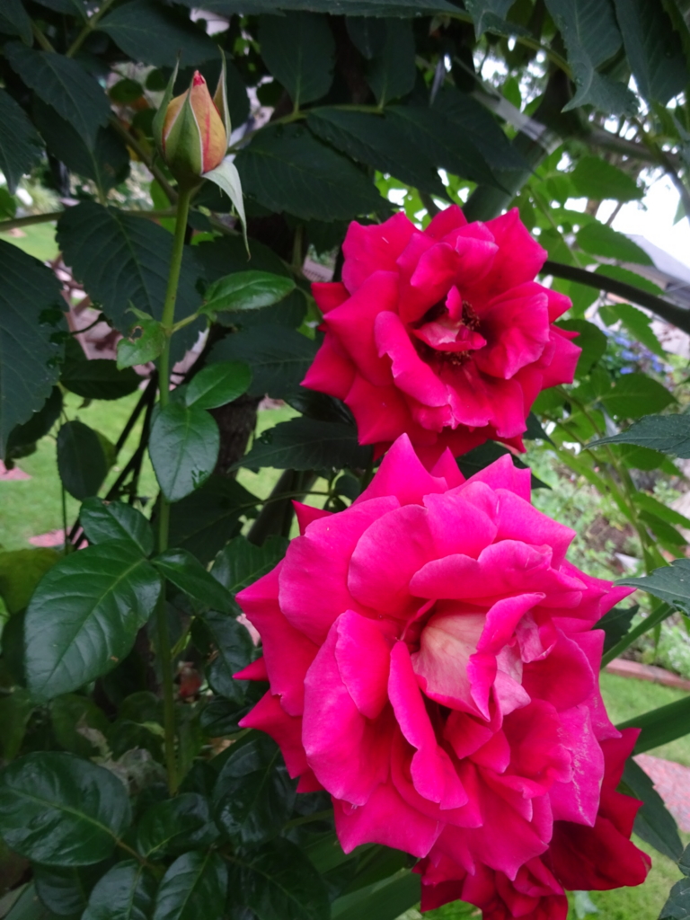 f:id:yamaboushitan:20160622124912j:plain f:id:yamaboushitan:20160622124912j:plain