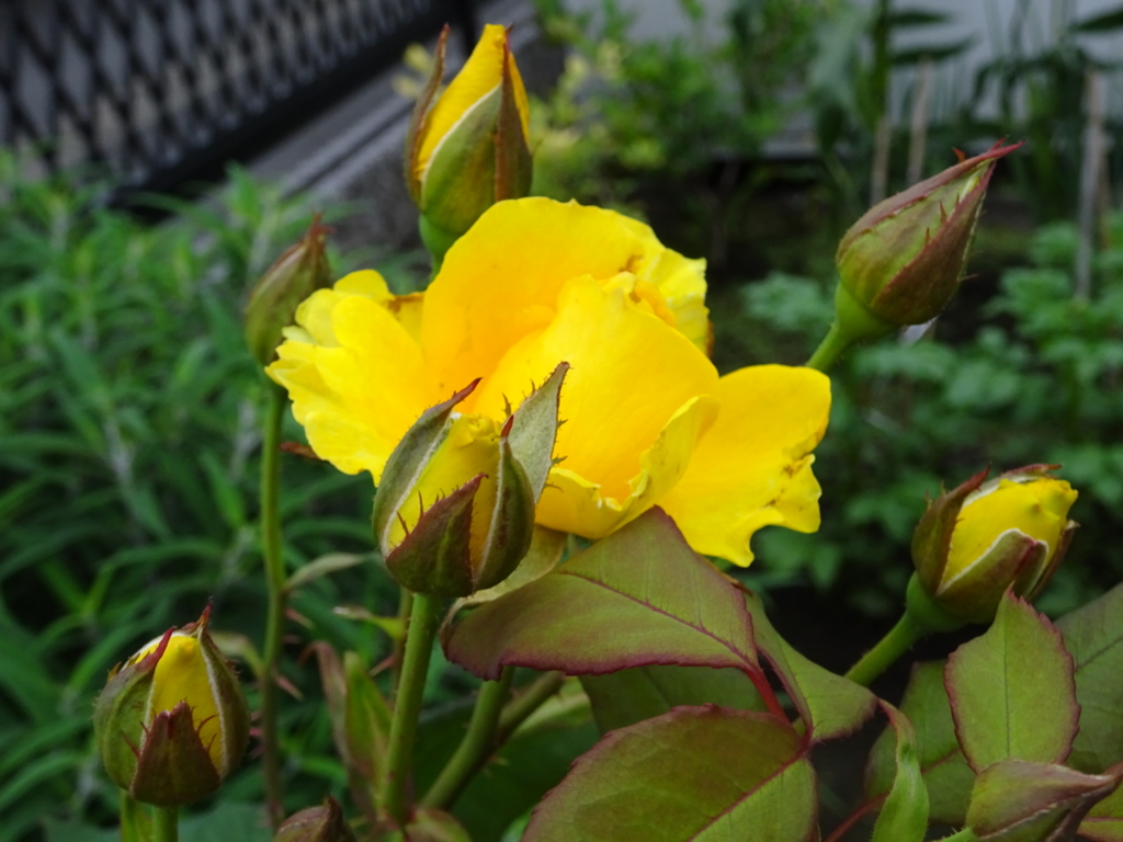 f:id:yamaboushitan:20160622124959j:plain f:id:yamaboushitan:20160622124959j:plain