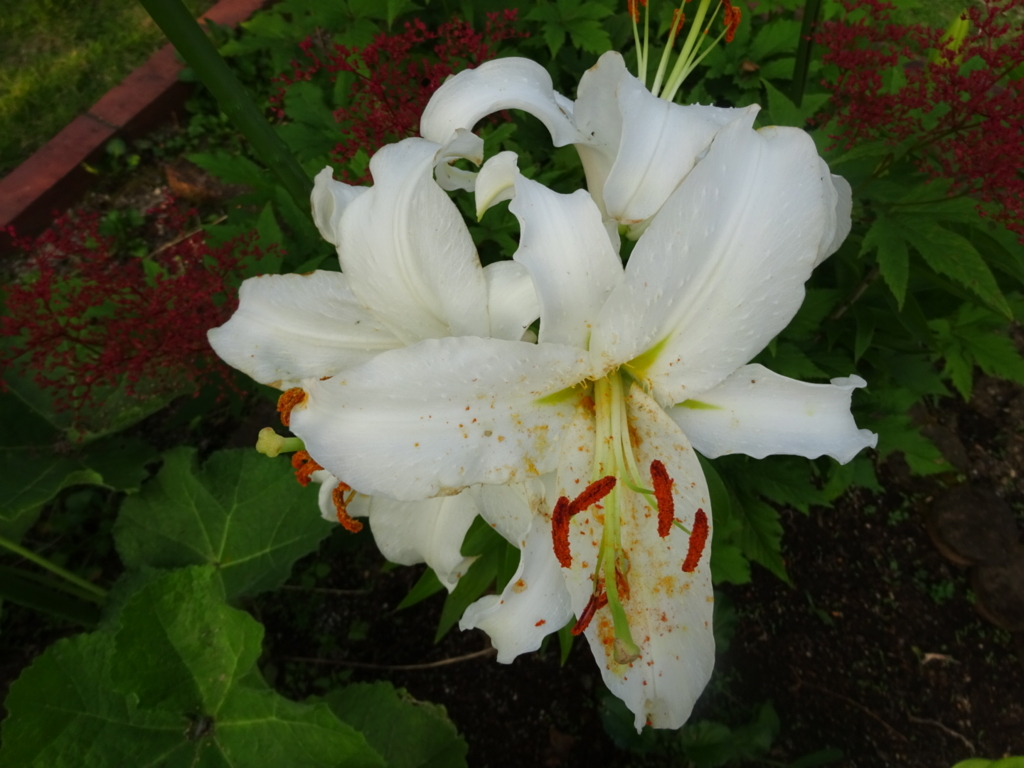 f:id:yamaboushitan:20160622125030j:plain f:id:yamaboushitan:20160622125030j:plain