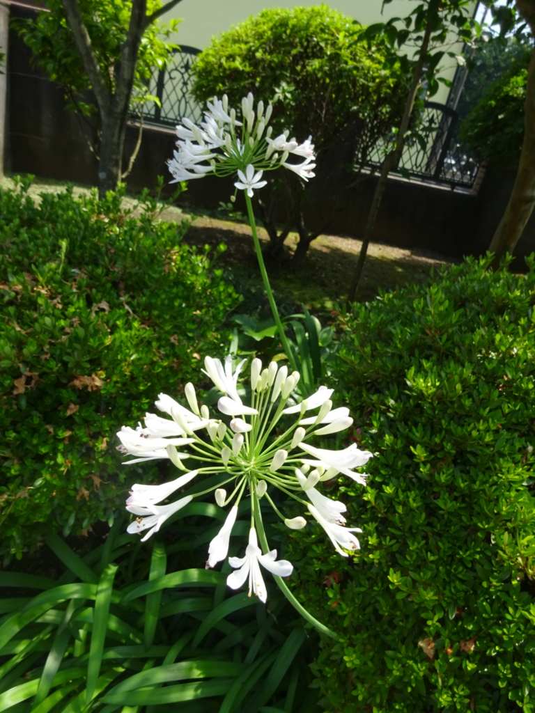f:id:yamaboushitan:20160629002250j:plain f:id:yamaboushitan:20160629002250j:plain