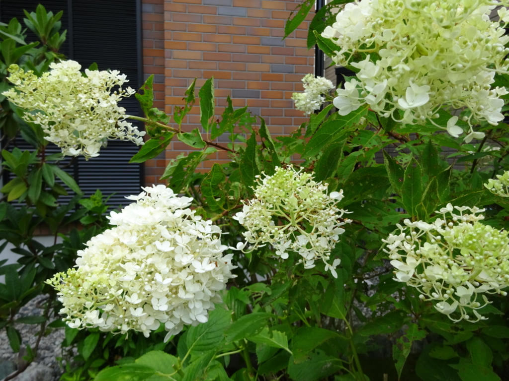 f:id:yamaboushitan:20160720203524j:plain f:id:yamaboushitan:20160720203524j:plain