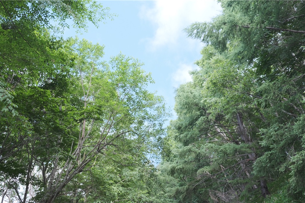 f:id:yamacamHN:20200723212720j:image f:id:yamacamHN:20200723212720j:image