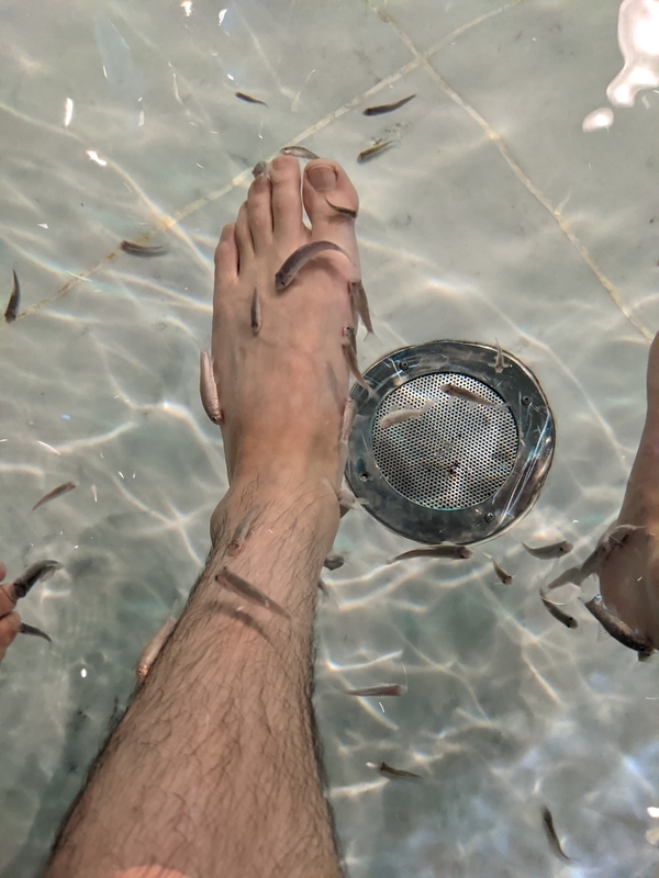 足に魚が群がる