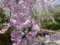 京都新聞写真コンテスト しだれ桜