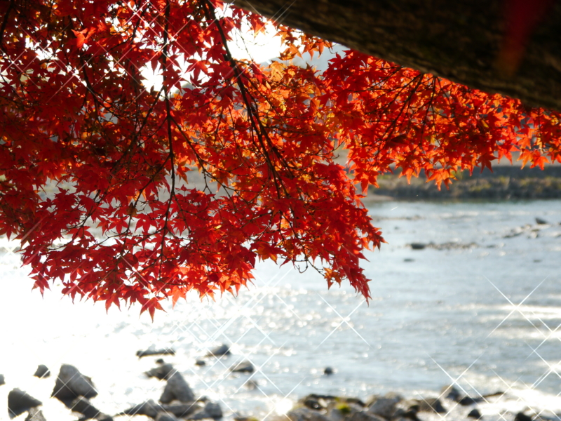京都新聞写真コンテスト　紅きらきら