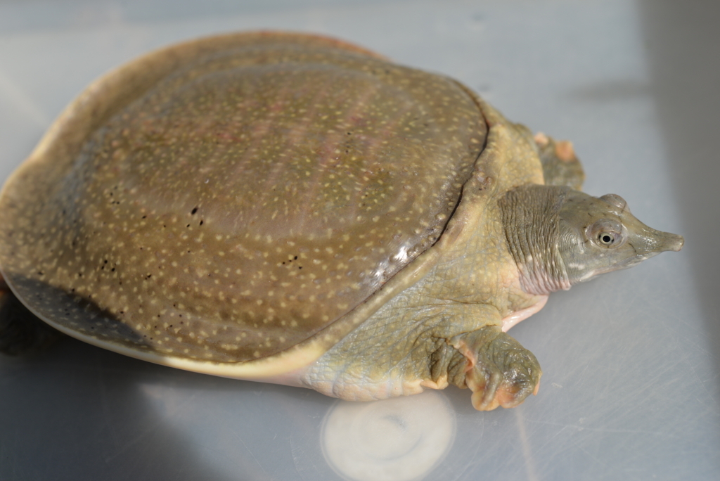 f:id:yamachanj:20180429095924j:plain f:id:yamachanj:20180429095924j:plain