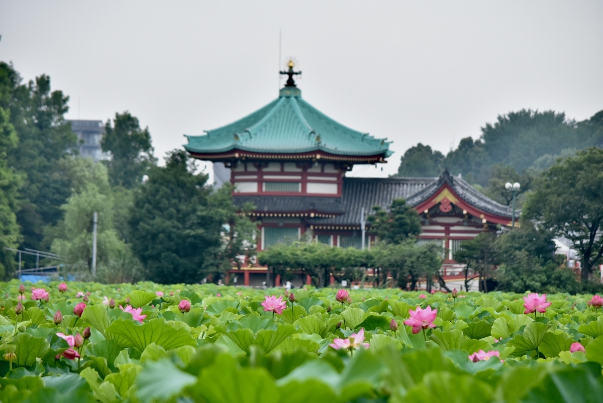 f:id:yamaco_tozan:20200724161445j:plain f:id:yamaco_tozan:20200724161445j:plain