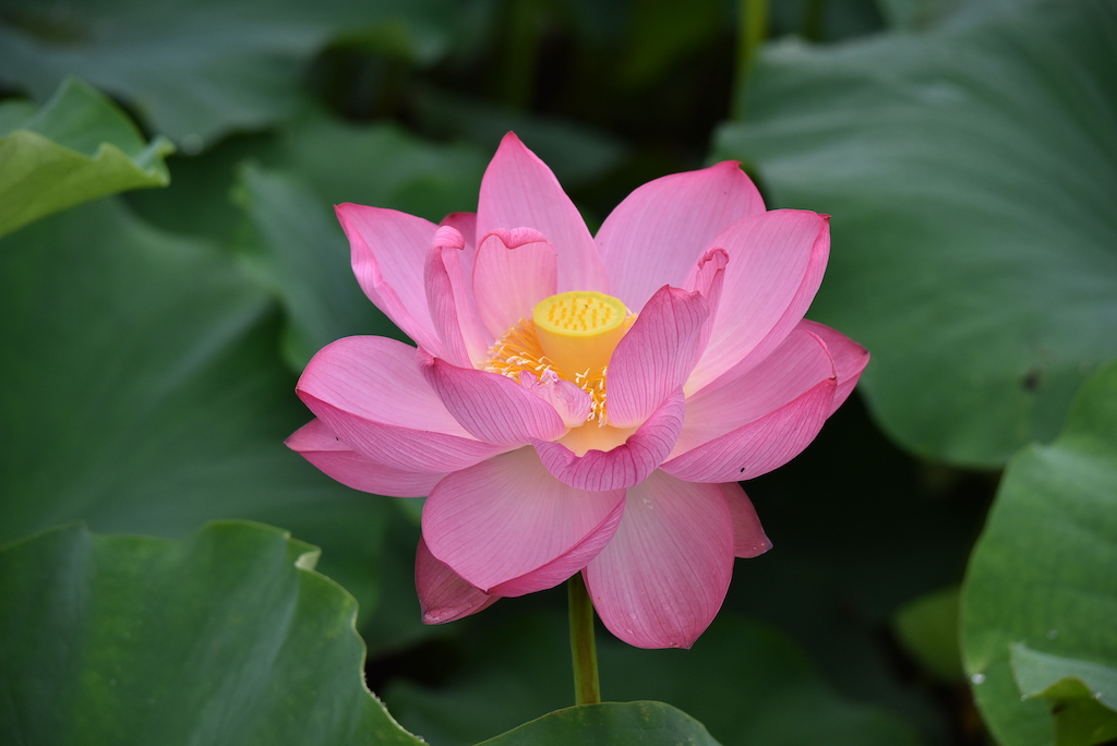 f:id:yamaco_tozan:20200724161559j:plain f:id:yamaco_tozan:20200724161559j:plain