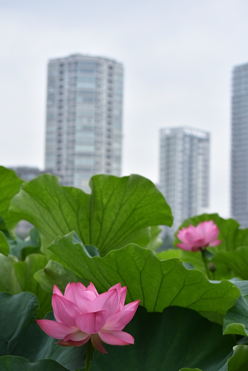 f:id:yamaco_tozan:20200724161756j:plain f:id:yamaco_tozan:20200724161756j:plain