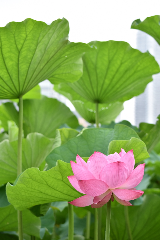 f:id:yamaco_tozan:20200724161815j:plain f:id:yamaco_tozan:20200724161815j:plain