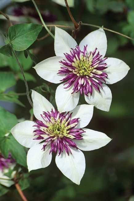 f:id:yamada0221:20210914100247j:plain