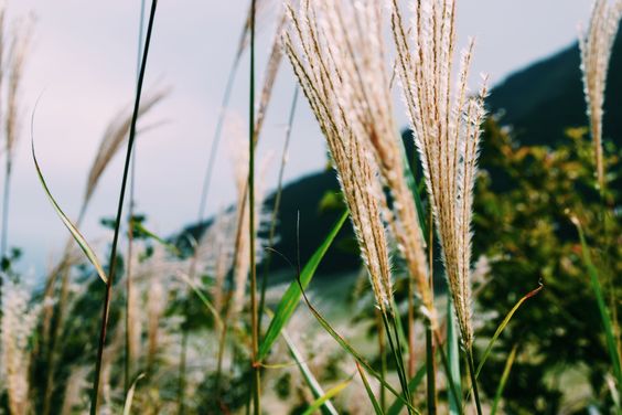 f:id:yamada0221:20210914150405j:plain