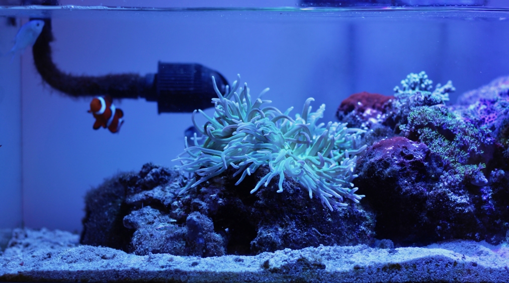 6日目 ロングテンタクルとカクレクマノミ A Boring Aquarium