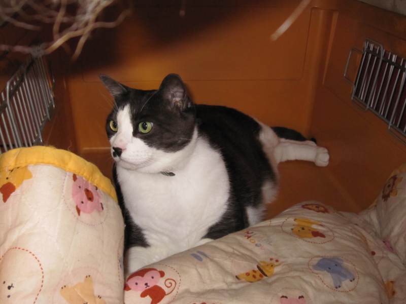 f:id:yamadabox:20100717182551j:image f:id:yamadabox:20100717182551j:image