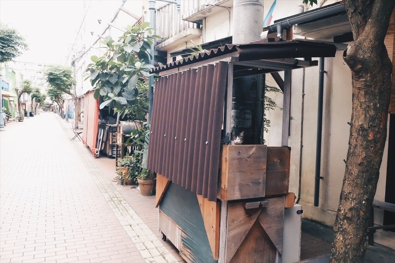 沖縄の猫