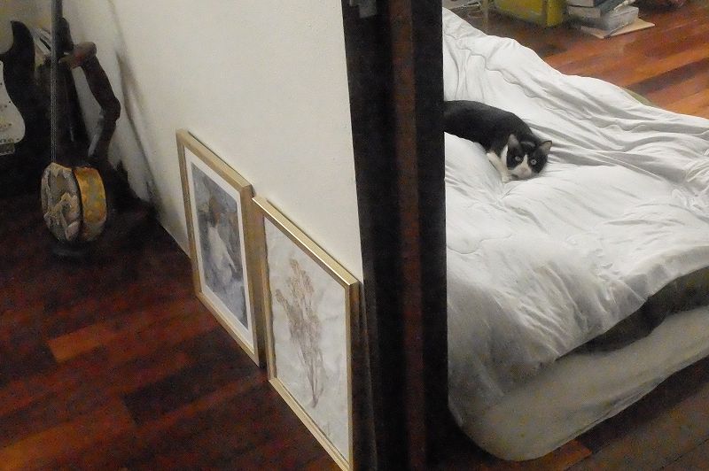 猫が寝転がる
