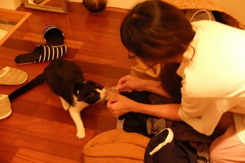 魚を食う猫