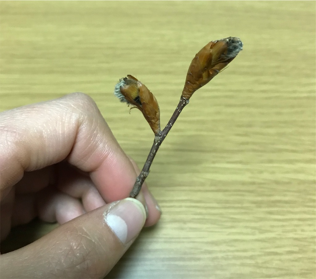 f:id:yamagasuki26:20190425194856j:image f:id:yamagasuki26:20190425194856j:image