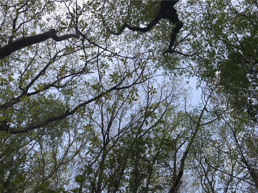 f:id:yamagasuki26:20190430121850j:image f:id:yamagasuki26:20190430121850j:image