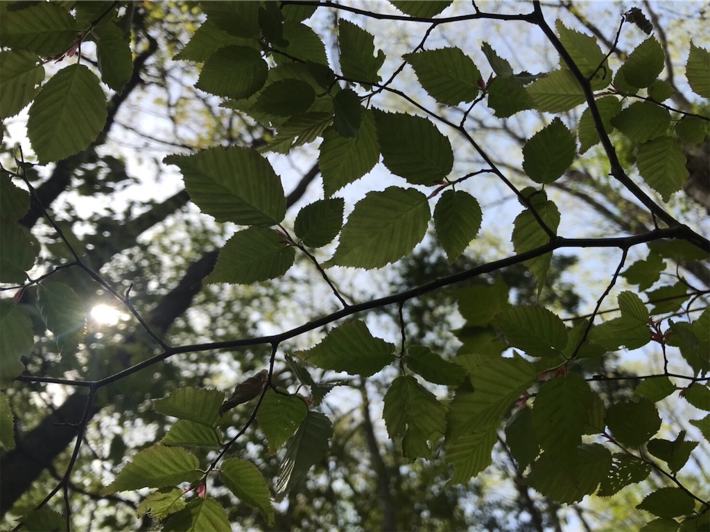 f:id:yamagasuki26:20190430123026j:image f:id:yamagasuki26:20190430123026j:image