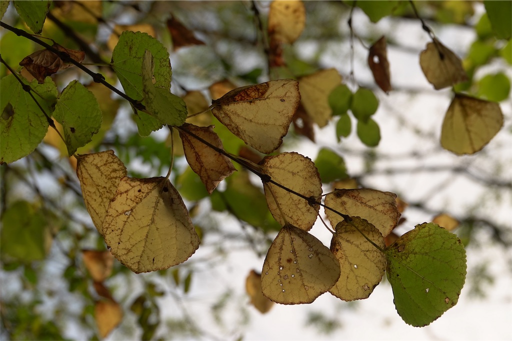 f:id:yamagasuki26:20191002162439j:image f:id:yamagasuki26:20191002162439j:image