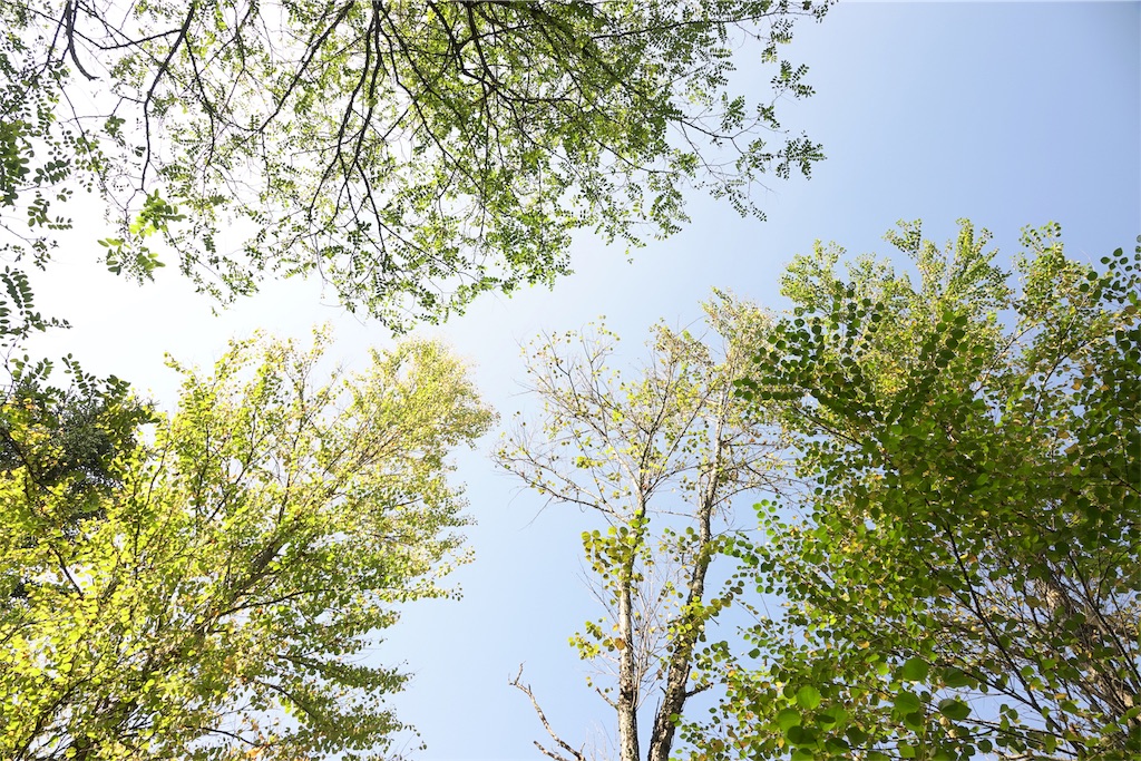 f:id:yamagasuki26:20191002162822j:image f:id:yamagasuki26:20191002162822j:image