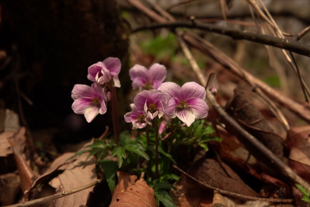f:id:yamagasuki26:20200524222418j:image f:id:yamagasuki26:20200524222418j:image