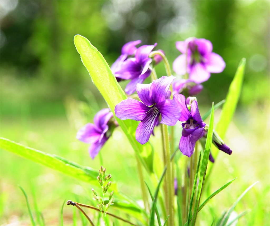 f:id:yamagasuki26:20200524222421j:image f:id:yamagasuki26:20200524222421j:image