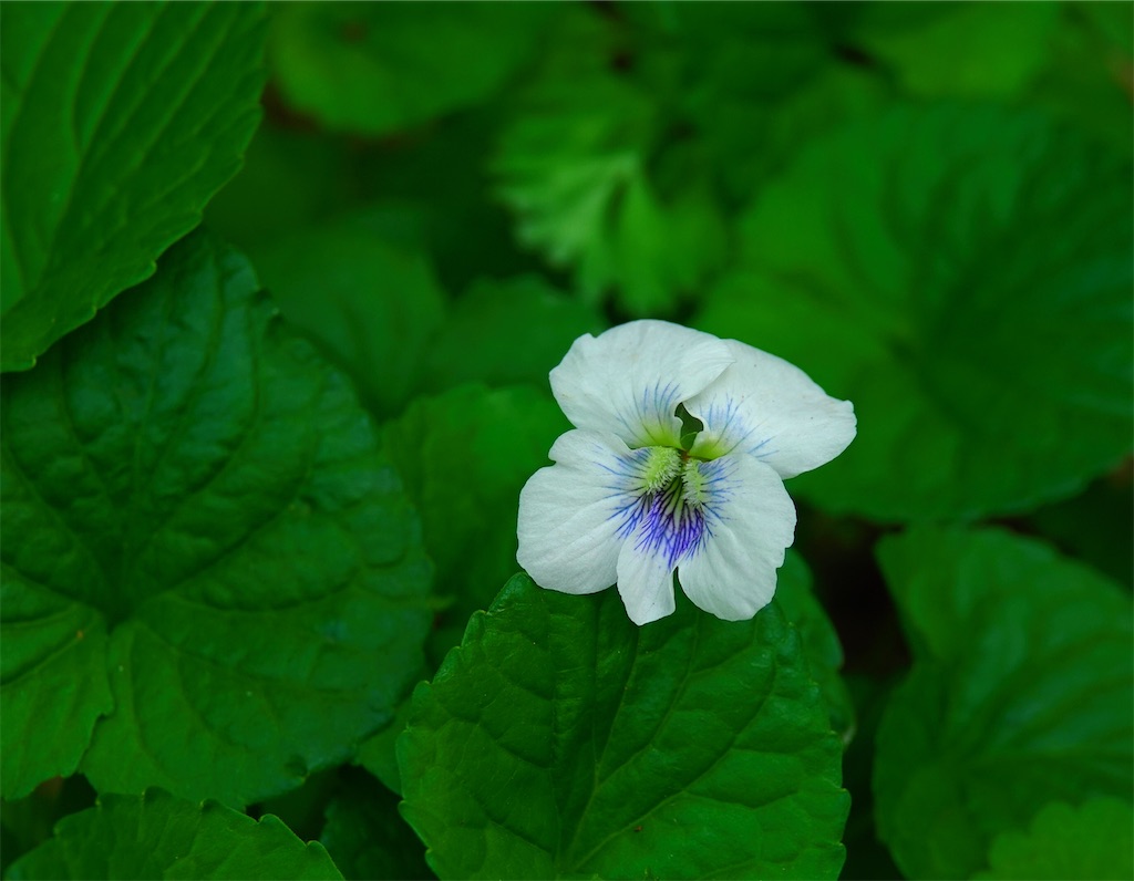 f:id:yamagasuki26:20200524222434j:image f:id:yamagasuki26:20200524222434j:image