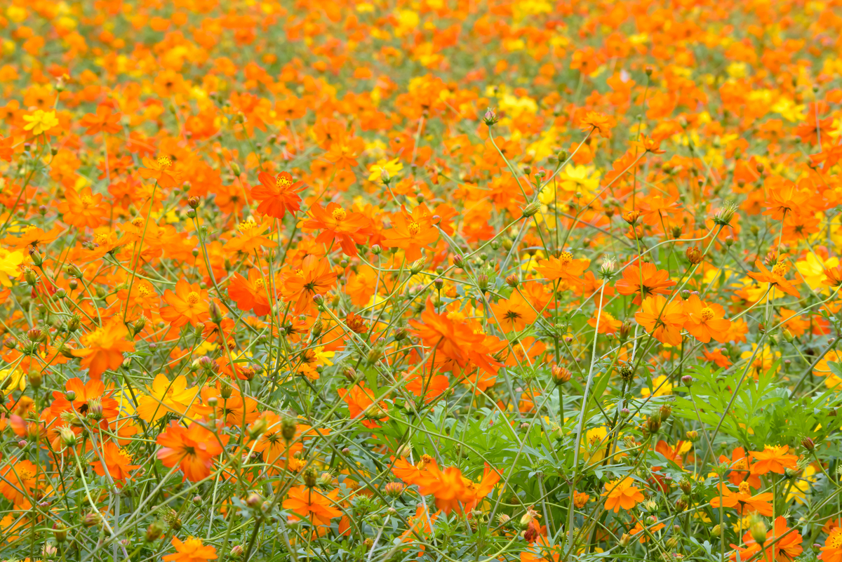 f:id:yamagatacamera:20190923234043j:plain