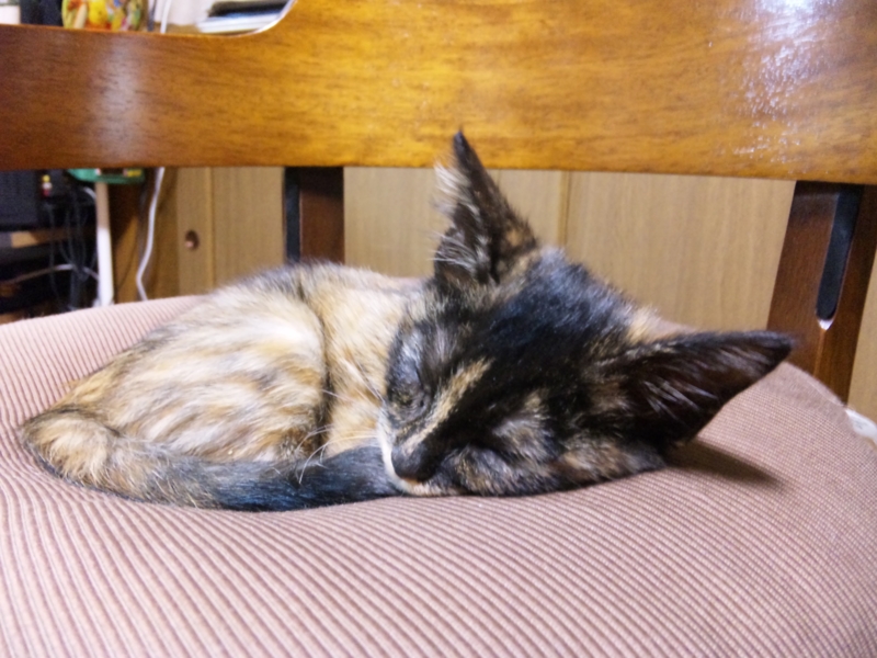 f:id:yamagatamyclus:20091002205541j:image f:id:yamagatamyclus:20091002205541j:image