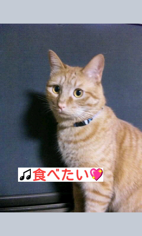 f:id:yamagatamyclus:20100704234319j:image f:id:yamagatamyclus:20100704234319j:image