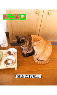 f:id:yamagatamyclus:20110320140832j:image f:id:yamagatamyclus:20110320140832j:image