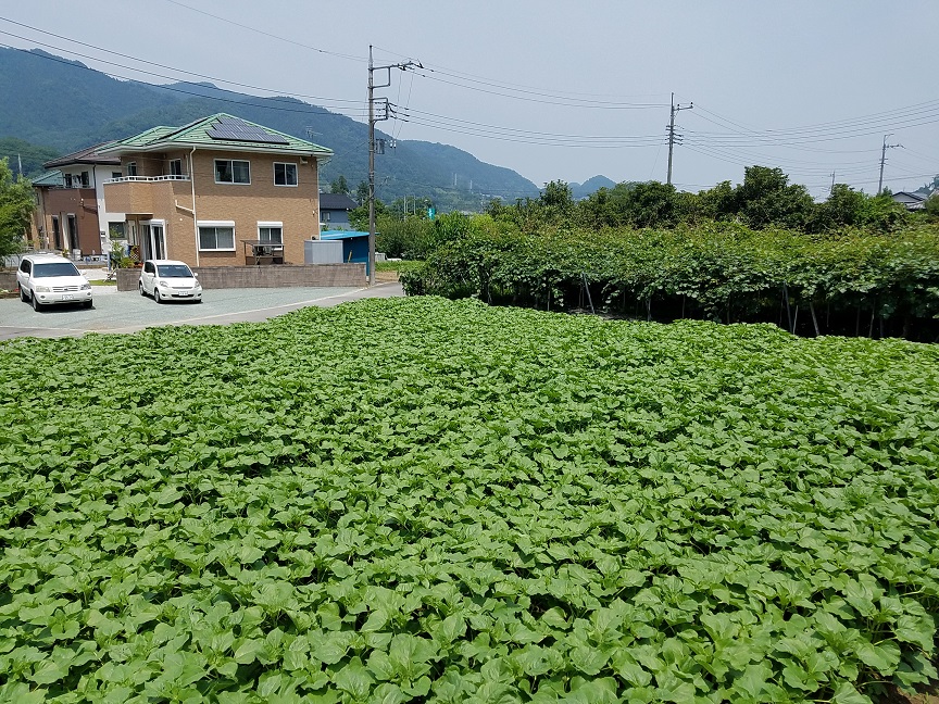 f:id:yamaguchinouen:20180627231859j:plain f:id:yamaguchinouen:20180627231859j:plain
