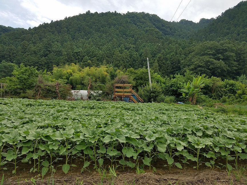 f:id:yamaguchinouen:20180627232530j:plain f:id:yamaguchinouen:20180627232530j:plain