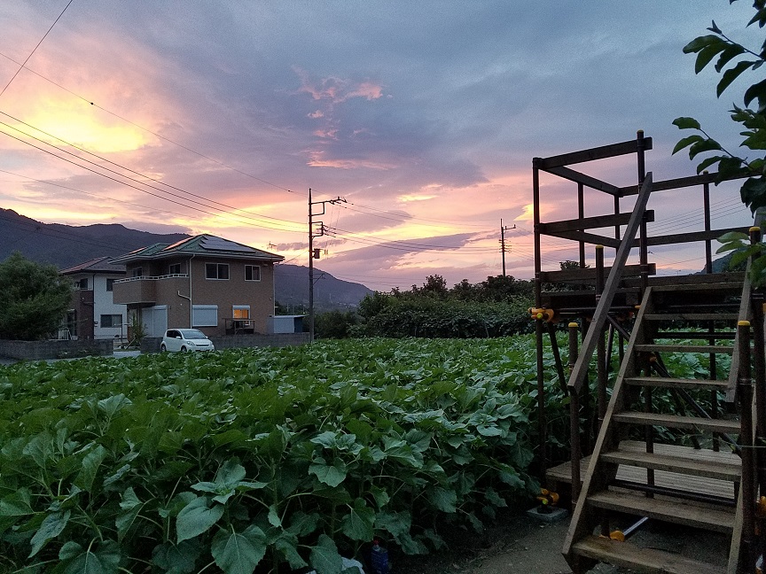 f:id:yamaguchinouen:20180627232555j:plain f:id:yamaguchinouen:20180627232555j:plain