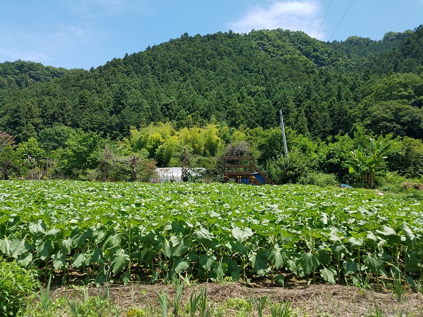 f:id:yamaguchinouen:20180629223619j:plain f:id:yamaguchinouen:20180629223619j:plain