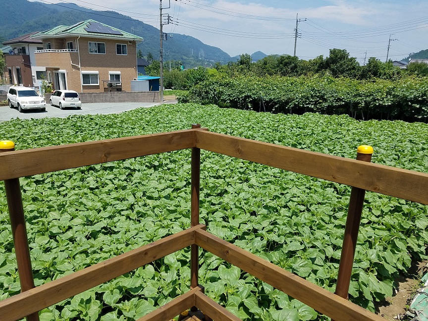 f:id:yamaguchinouen:20180629223917j:plain f:id:yamaguchinouen:20180629223917j:plain