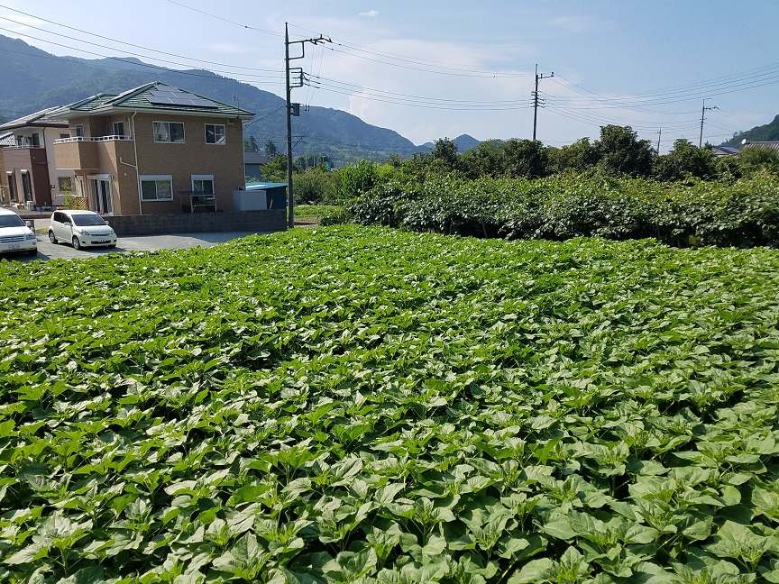 f:id:yamaguchinouen:20180702223930j:plain f:id:yamaguchinouen:20180702223930j:plain
