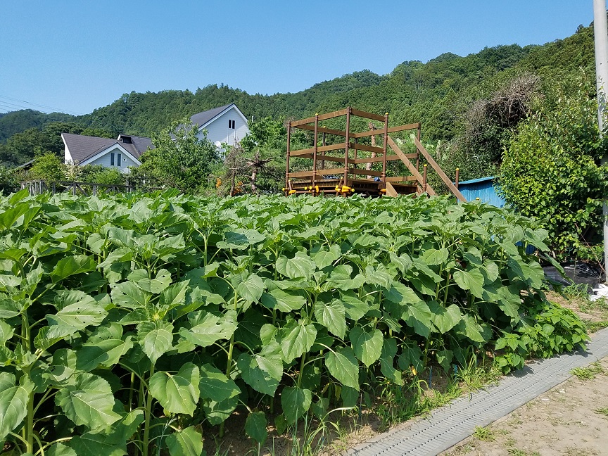 f:id:yamaguchinouen:20180702223957j:plain f:id:yamaguchinouen:20180702223957j:plain