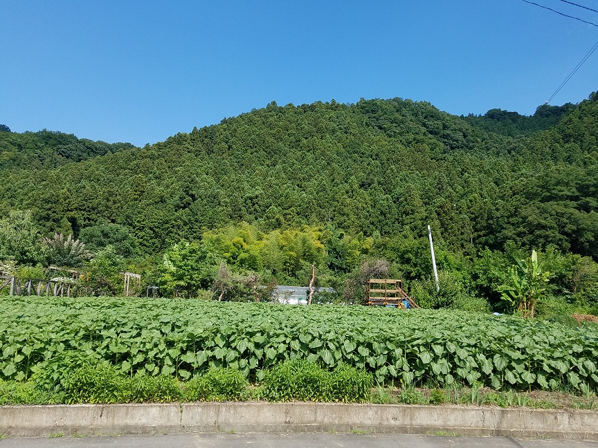 f:id:yamaguchinouen:20180702224114j:plain f:id:yamaguchinouen:20180702224114j:plain