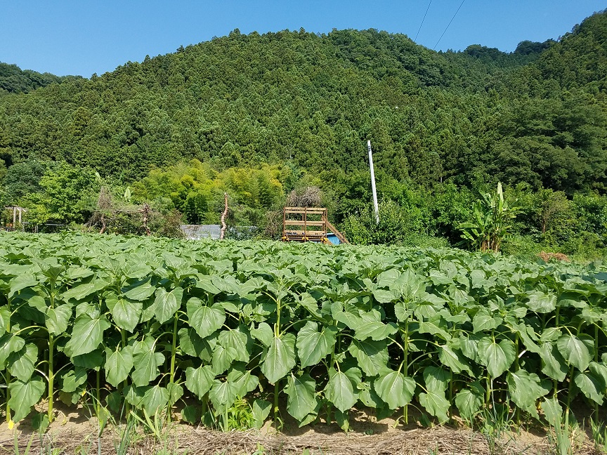 f:id:yamaguchinouen:20180702224129j:plain f:id:yamaguchinouen:20180702224129j:plain